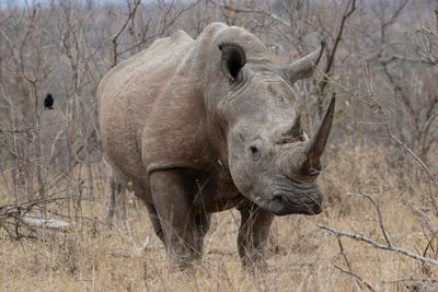 Rhinocerous, White