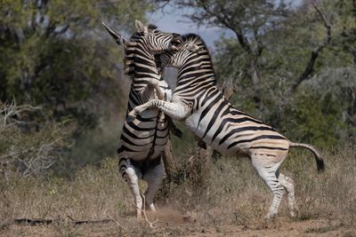 Zebra,Burchell's Plains