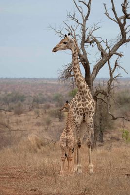 Giraffe 