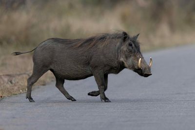Warthog