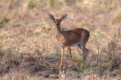 Steenbok.