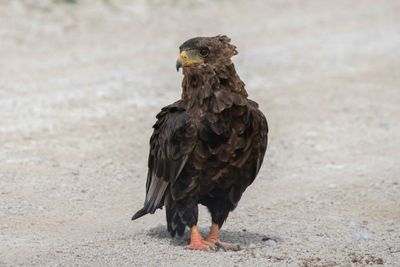 Bateleur  