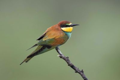 Bee-eater,European 