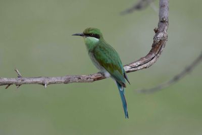 Bee-eater,Swallow-tailed