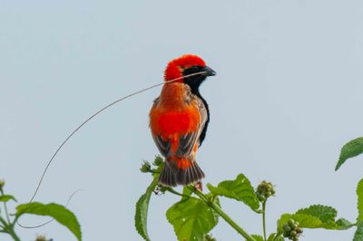 Bishop,Zanzibar Red 