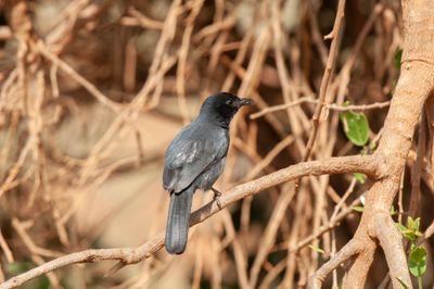 Boubou,Slaty Breasted 