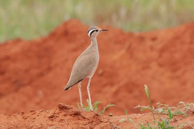 Courser,Cream Coloured 
