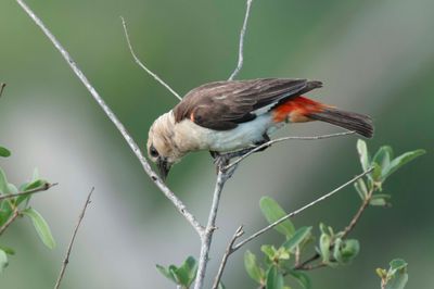 Buffalo-Weaver,White Headed 