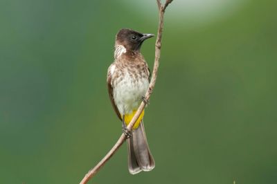 Bulbul,Common 