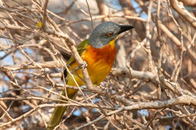 Bush-shrike,Grey-headed 