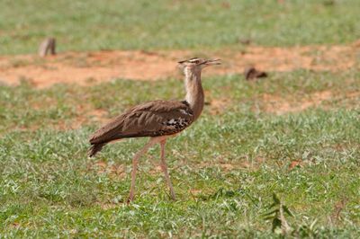 Bustard,Kori 