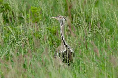 Black Bellied Bustard    Kenya