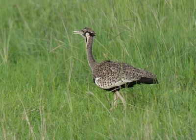 Black Bellied Bustard    Kenya