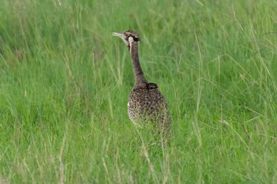 Black Bellied Bustard    Kenya