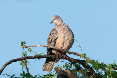 Dove,African Mourning