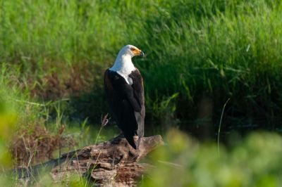 Eagle,African Fish 