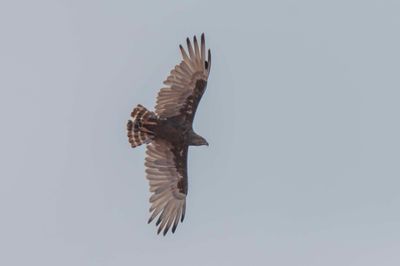 Eagle,Brown Snake 