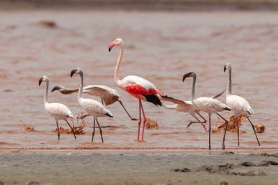 Flamingo,Greater 