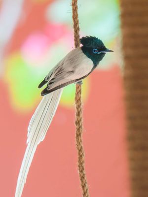 Flycatcher,African Paradise 