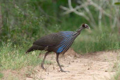 Guineafowl,Vulturine 