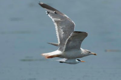 Gull,Greater Black-headed 
