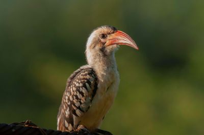 Hornbill,Red-billed 