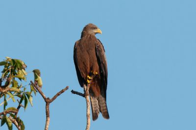 Kite,Yellow-billed