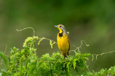 Longclaw,Yellow Throated 