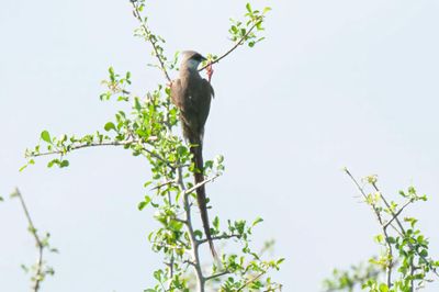 Mousebird,Blue-naped 
