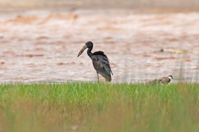 Openbill,African