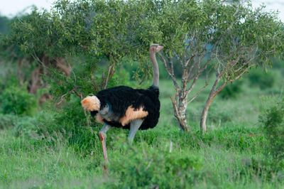 Ostrich,Somali 
