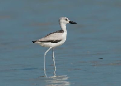 Plover,Crab 