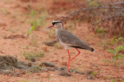 Plover,Crowned 