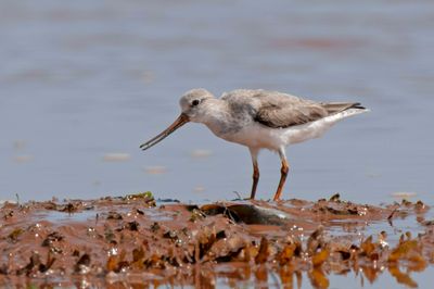 Sandpiper,Terek 