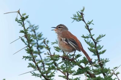 Scrub-Robin,White-browed 