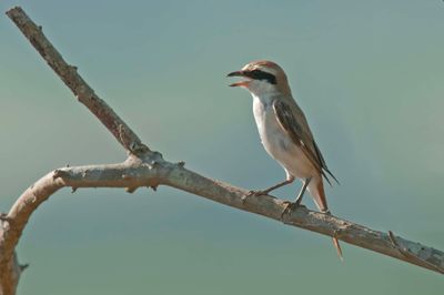 Shrike,Red Backed 