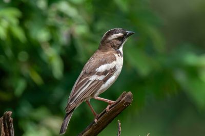 White-browed Sparrow-weaver.  Kenya