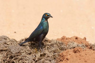 Starling,Black-bellied 