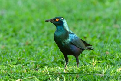 Great Blue-eared Starling    Kenya