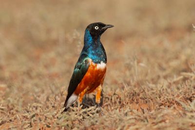 Starling,Superb 
