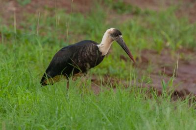 Stork,Wooly-necked 