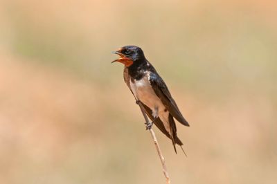 Swallow, Barn 