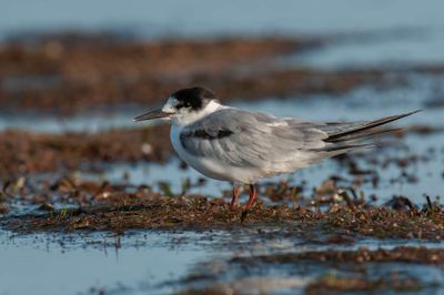 Tern,Common 
