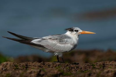 Tern,Lesser Crested 