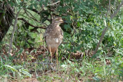 Thick Knee, Spotted,