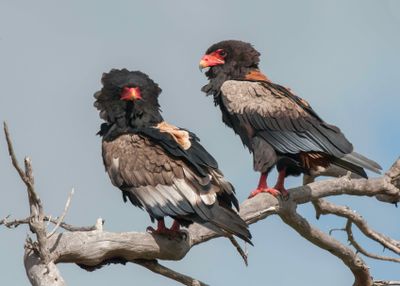 Bateleur