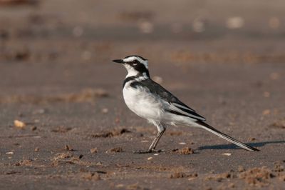 Wagtail,African Pied 