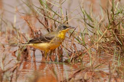 Wagtail,Yellow 