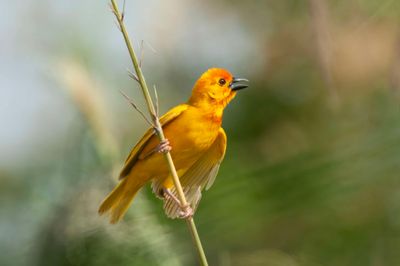 Weaver,African Palm 