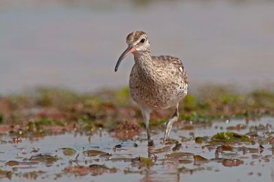 Whimbrel